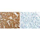 PARK7 Antibody from Signalway Antibody (31108) - Antibodies.com