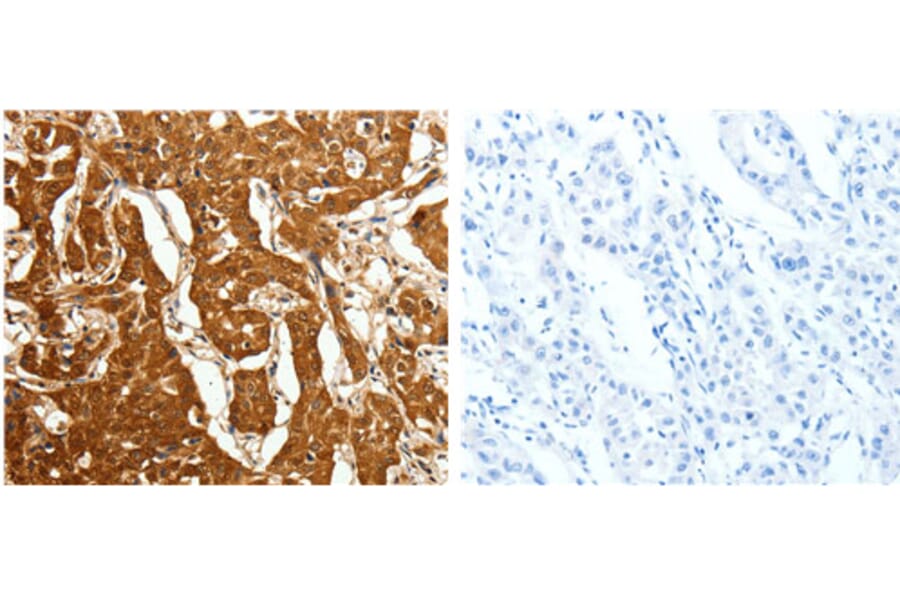 CDH23 Antibody from Signalway Antibody (31109) - Antibodies.com