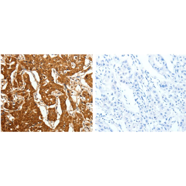 CDH23 Antibody from Signalway Antibody (31109) - Antibodies.com