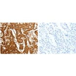 CDH23 Antibody from Signalway Antibody (31109) - Antibodies.com