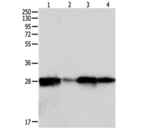 PRDX6 Antibody from Signalway Antibody (31117) - Antibodies.com