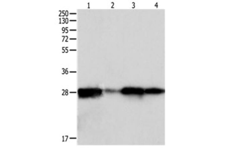 PRDX6 Antibody from Signalway Antibody (31117) - Antibodies.com