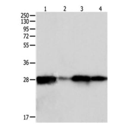 PRDX6 Antibody from Signalway Antibody (31117) - Antibodies.com
