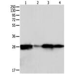 PRDX6 Antibody from Signalway Antibody (31117) - Antibodies.com
