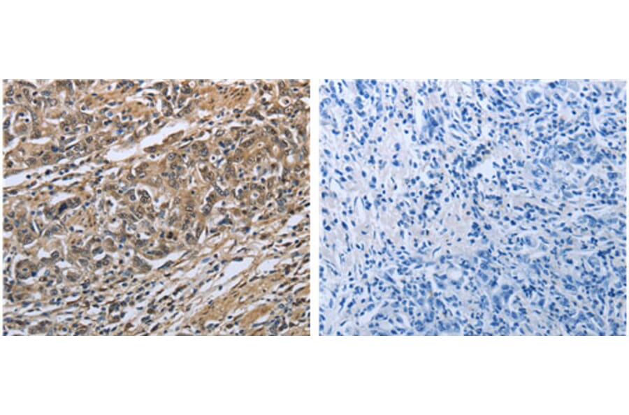 PRDX6 Antibody from Signalway Antibody (31117) - Antibodies.com