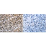 PRDX6 Antibody from Signalway Antibody (31117) - Antibodies.com