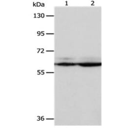 PSMD3 Antibody from Signalway Antibody (31119) - Antibodies.com