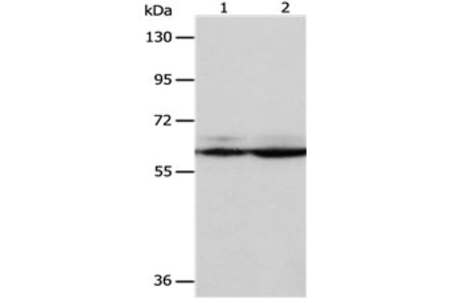 PSMD3 Antibody from Signalway Antibody (31119) - Antibodies.com
