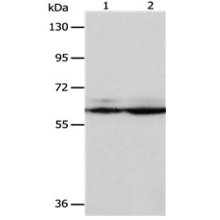 PSMD3 Antibody from Signalway Antibody (31119) - Antibodies.com