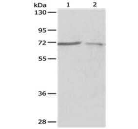 PTPN6 Antibody from Signalway Antibody (31122) - Antibodies.com