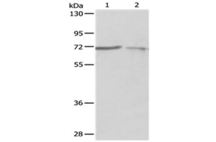 PTPN6 Antibody from Signalway Antibody (31122) - Antibodies.com