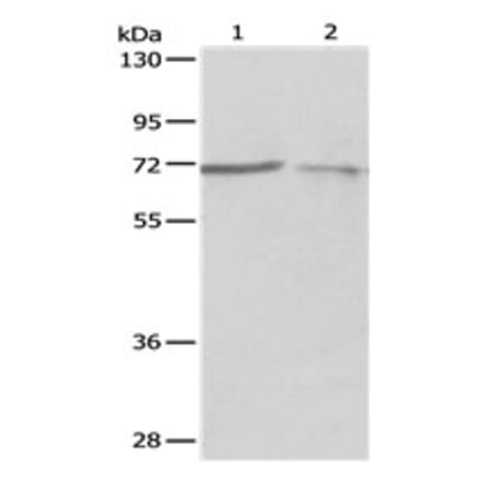 PTPN6 Antibody from Signalway Antibody (31122) - Antibodies.com