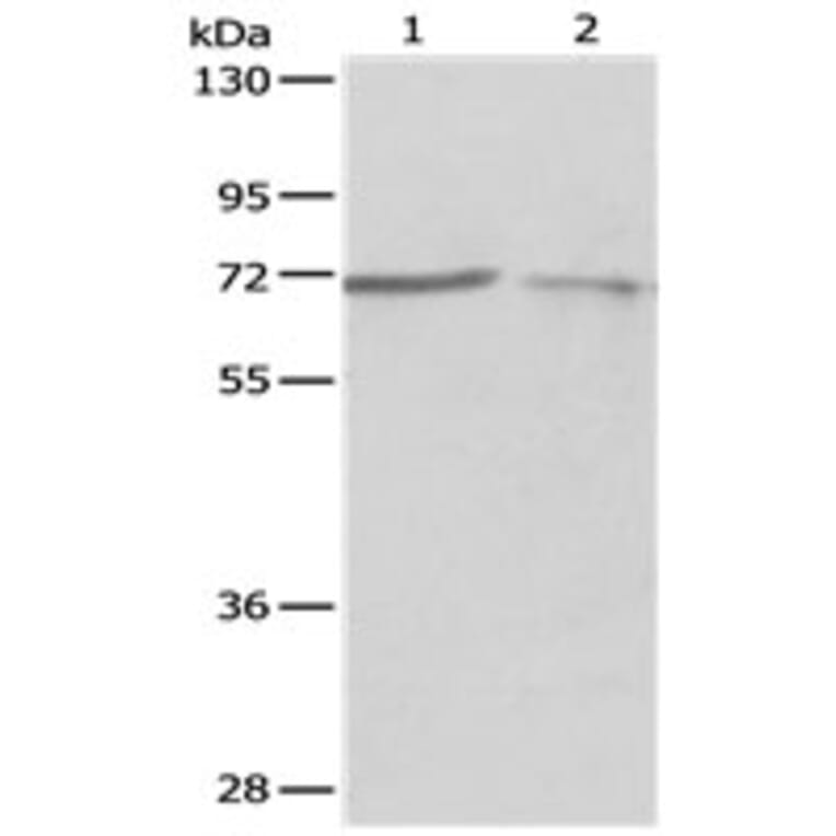 PTPN6 Antibody from Signalway Antibody (31122) - Antibodies.com