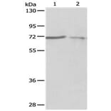 PTPN6 Antibody from Signalway Antibody (31122) - Antibodies.com