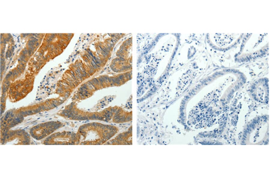 PTPN6 Antibody from Signalway Antibody (31122) - Antibodies.com