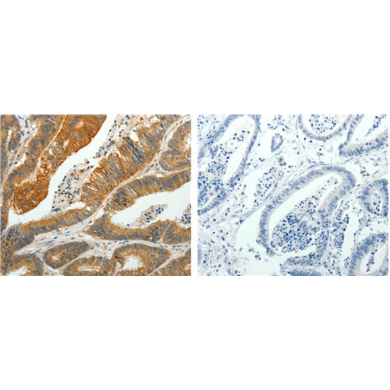 PTPN6 Antibody from Signalway Antibody (31122) - Antibodies.com