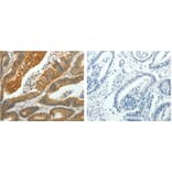 PTPN6 Antibody from Signalway Antibody (31122) - Antibodies.com