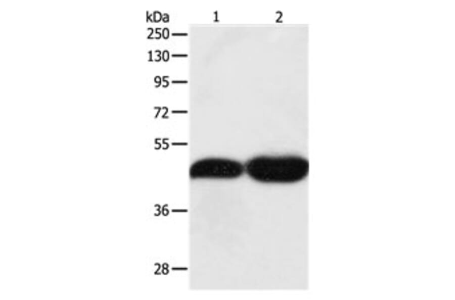 TEKT1 Antibody from Signalway Antibody (31133) - Antibodies.com
