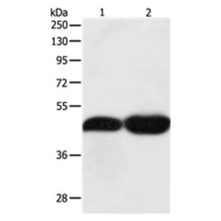 TEKT1 Antibody from Signalway Antibody (31133) - Antibodies.com