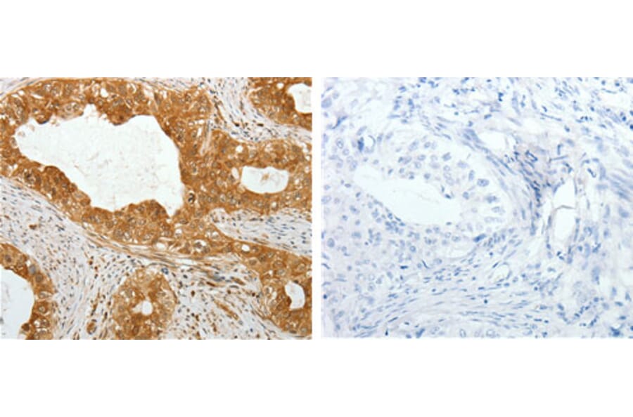 TEKT1 Antibody from Signalway Antibody (31133) - Antibodies.com