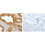 TEKT1 Antibody from Signalway Antibody (31133) - Antibodies.com