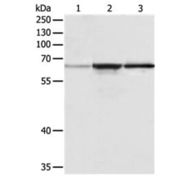 TRAF6 Antibody from Signalway Antibody (31136) - Antibodies.com
