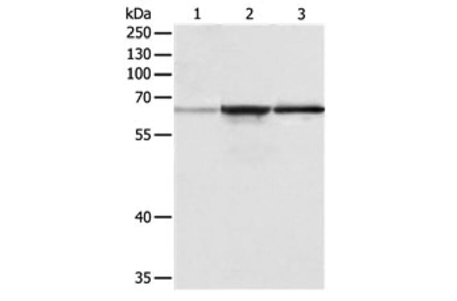 TRAF6 Antibody from Signalway Antibody (31136) - Antibodies.com