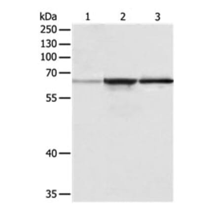 TRAF6 Antibody from Signalway Antibody (31136) - Antibodies.com