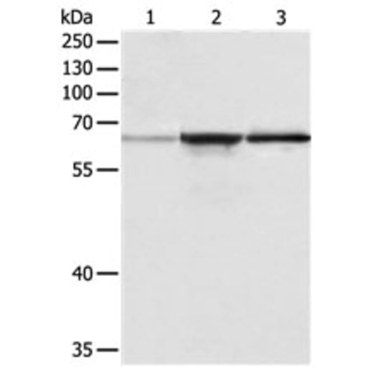TRAF6 Antibody from Signalway Antibody (31136) - Antibodies.com