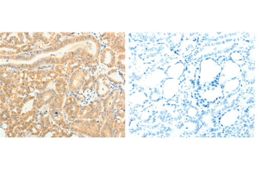 TRAF6 Antibody from Signalway Antibody (31136) - Antibodies.com