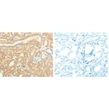 TRAF6 Antibody from Signalway Antibody (31136) - Antibodies.com