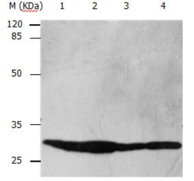 YWHAB Antibody from Signalway Antibody (31138) - Antibodies.com