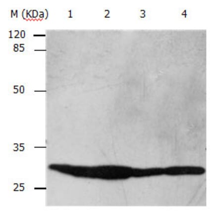 YWHAB Antibody from Signalway Antibody (31138) - Antibodies.com