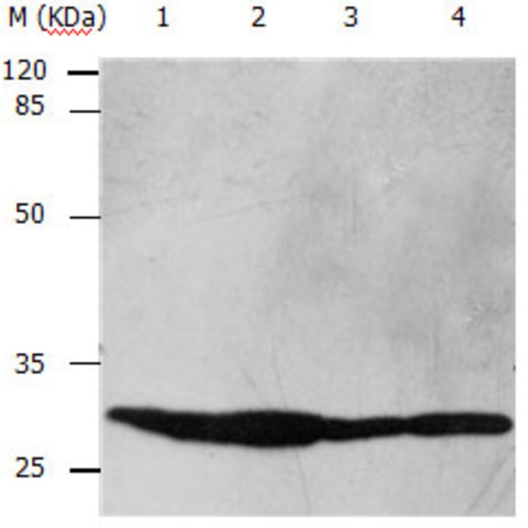 YWHAB Antibody from Signalway Antibody (31138) - Antibodies.com