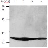 YWHAB Antibody from Signalway Antibody (31138) - Antibodies.com
