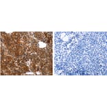 YWHAB Antibody from Signalway Antibody (31138) - Antibodies.com