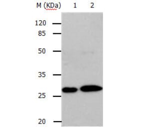 RAB3c Antibody from Signalway Antibody (31148) - Antibodies.com