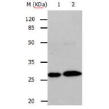RAB3c Antibody from Signalway Antibody (31148) - Antibodies.com