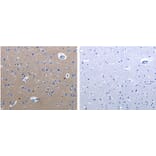 RAB3c Antibody from Signalway Antibody (31148) - Antibodies.com