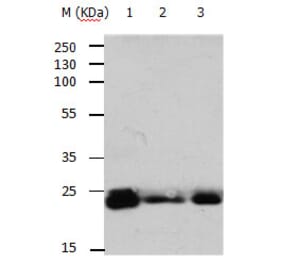 RAB6A Antibody from Signalway Antibody (31154) - Antibodies.com