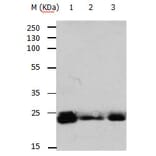 RAB6A Antibody from Signalway Antibody (31154) - Antibodies.com
