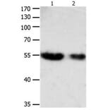CBFA1 Antibody from Signalway Antibody (31165) - Antibodies.com