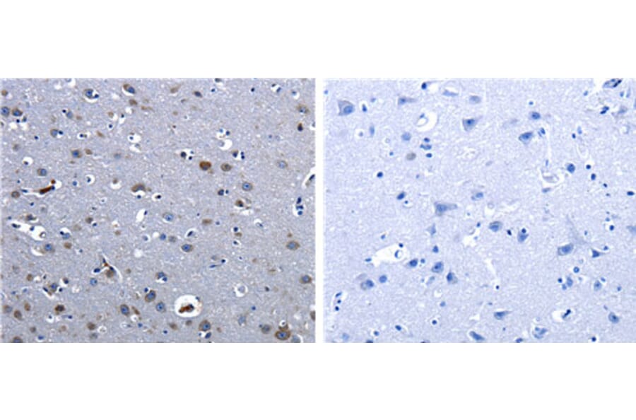 CBFA1 Antibody from Signalway Antibody (31165) - Antibodies.com