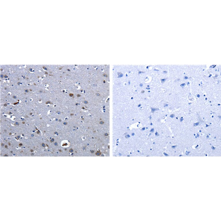 CBFA1 Antibody from Signalway Antibody (31165) - Antibodies.com