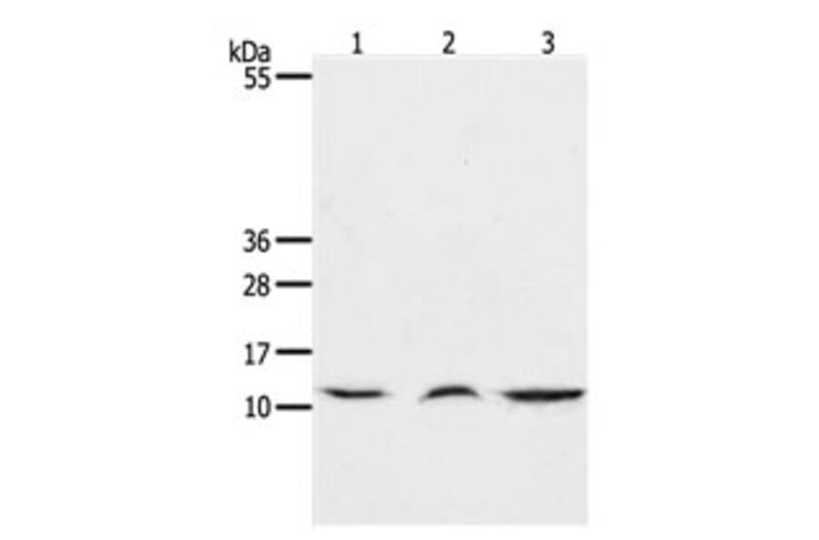CCL17 Antibody from Signalway Antibody (31167) - Antibodies.com
