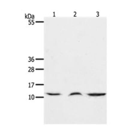 CCL17 Antibody from Signalway Antibody (31167) - Antibodies.com