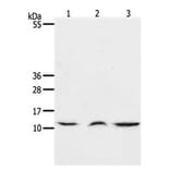 CCL17 Antibody from Signalway Antibody (31167) - Antibodies.com