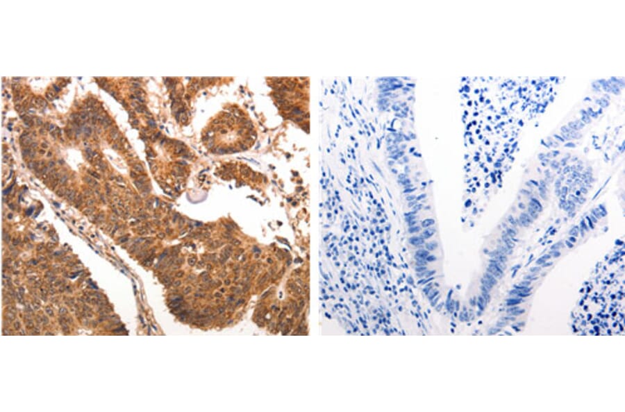 CCL17 Antibody from Signalway Antibody (31167) - Antibodies.com