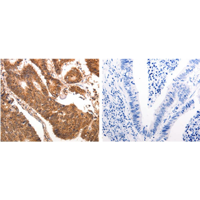 CCL17 Antibody from Signalway Antibody (31167) - Antibodies.com