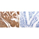 CCL17 Antibody from Signalway Antibody (31167) - Antibodies.com